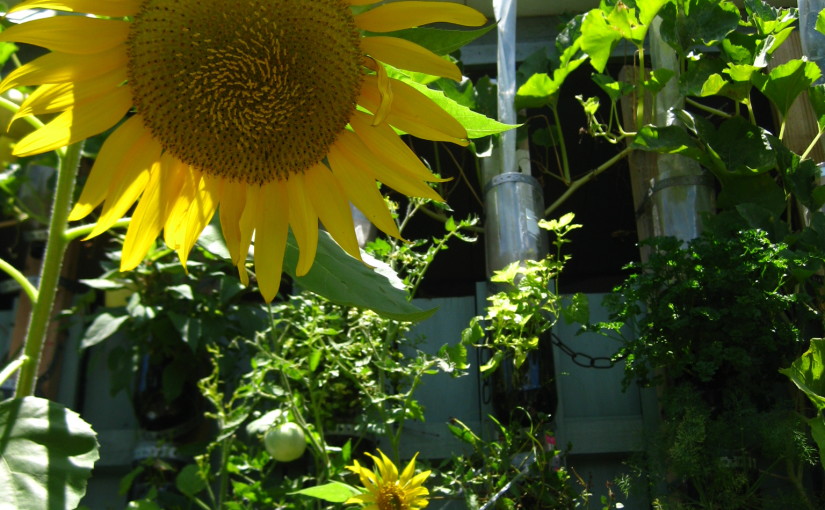 Garbage Day Garden